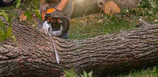 Best Emergency Tree Removal  in Brookside Village, TX