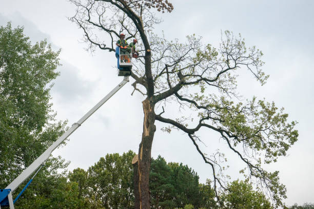 Best Leaf Removal  in Brookside Village, TX